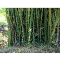 Giant Thorny Bamboo seeds, Bambusa arundinacea/bambos, Thorny bamboo, edible