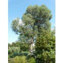 Eucalyptus parvula (parvifolia) winterharter Eucalyptus hardy