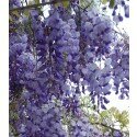 Wisteria sinensis, Chinese wisteria, seeds