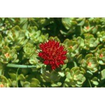 Rhodiola integrifolia ssp atropurpurea seeds, roseroot