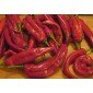 Chili pepper seeds Anaheim, Capsicum annum