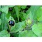 seeds of Atropa belladonna - Deadly Nightshade
