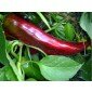 Big Jim Chili pepper seeds, Capsicum annum