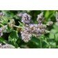 Mentha longifolia, Horse Mint seeds