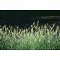 5000 seeds Carnarygrass (Phalaris arundinacea)