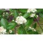Sorbus aria, common Whitebeam seeds