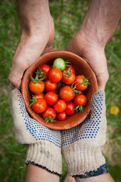 Tomatensamen kaufen von Asklepios Seeds