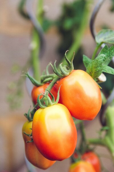 Tomatensamen pflanzen