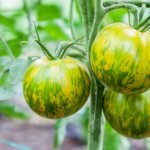 Aussaat & Pflege von Tomaten
